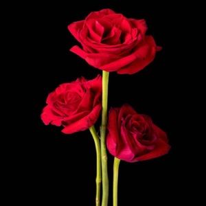 Meet your Posher, Wendy